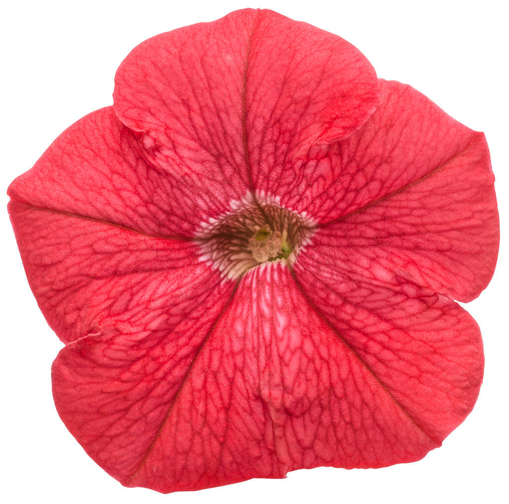 Proven Winners Supertunia Petunia - Thumbnail 4