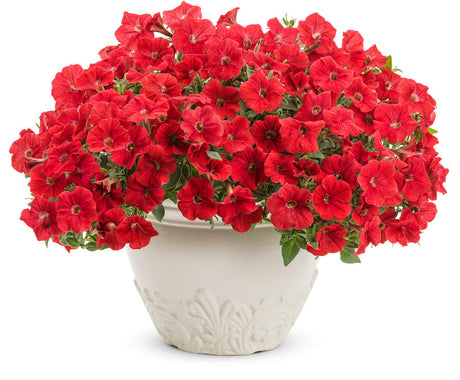 Petunia hybrid 'Supertunia® Really Red' in decorative pot