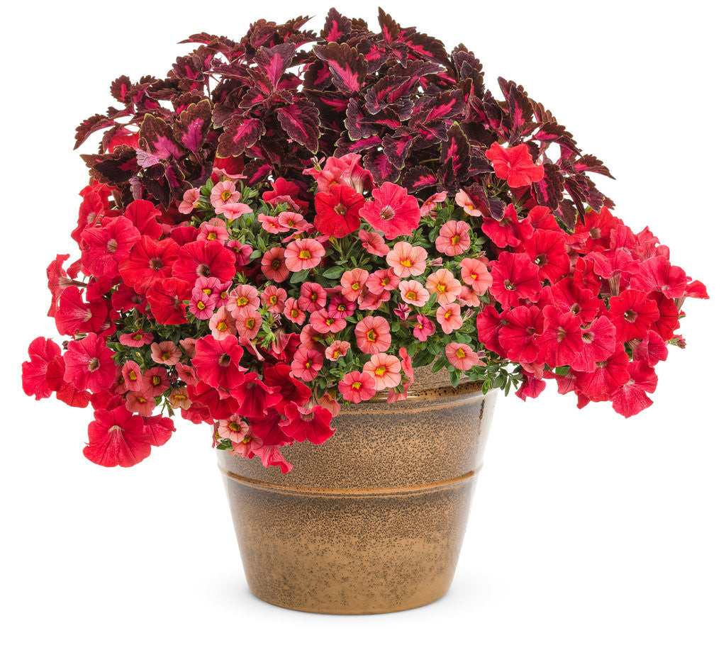 Proven Winners Supertunia Petunia - Thumbnail 3