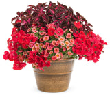 Petunia hybrid 'Supertunia® Really Red' combination