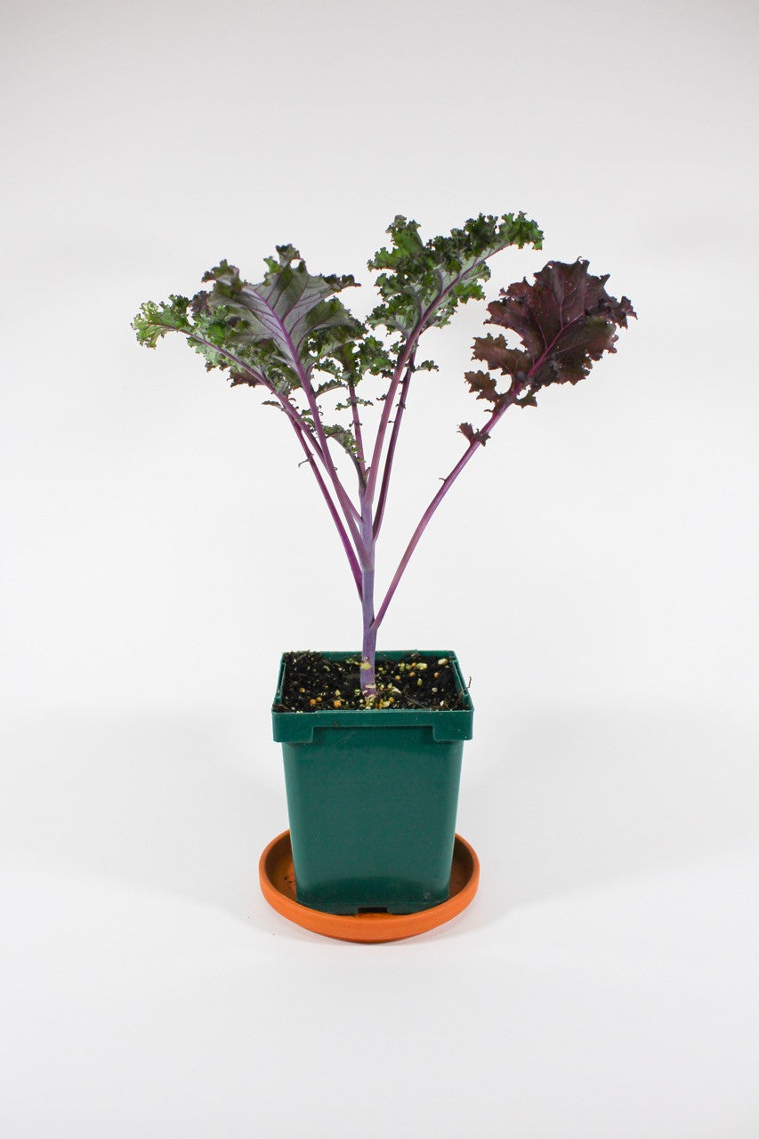 Ornamental Kale 'Redbor' in quart pot