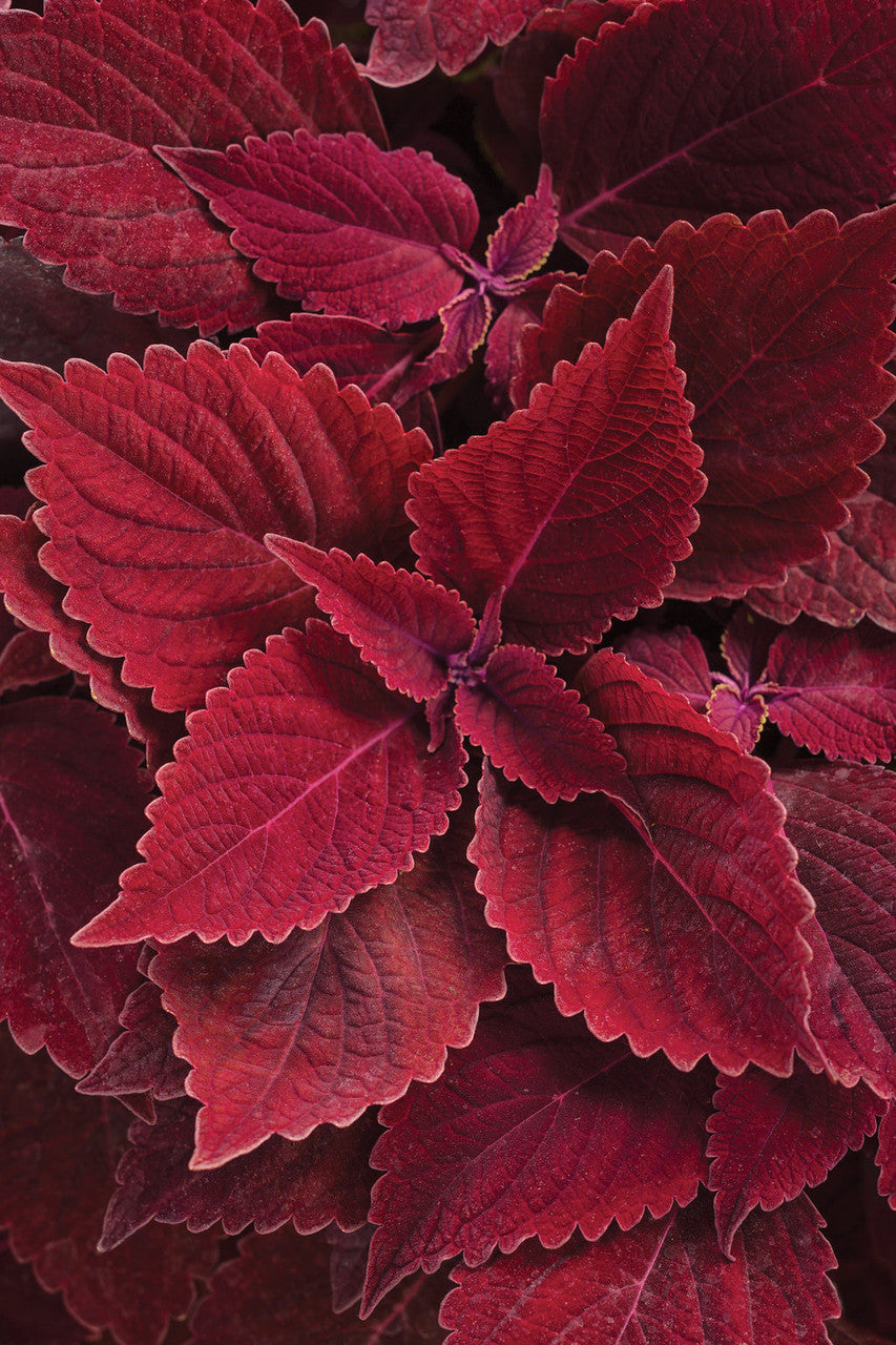 Coleus Plectranthus scutellarioides 'ColorBlaze® Rediculous®'