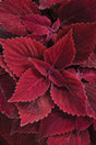 Coleus Plectranthus scutellarioides 'ColorBlaze® Rediculous®'