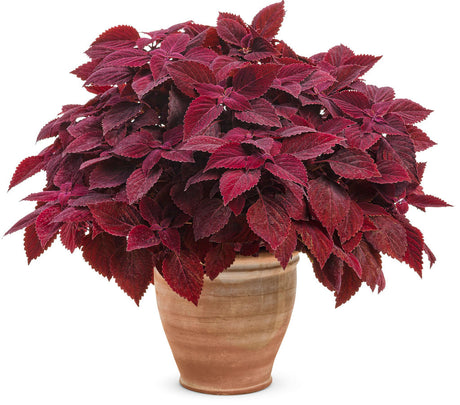 Coleus Plectranthus scutellarioides 'ColorBlaze® Rediculous®' in decorative pot