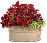 Coleus Plectranthus scutellarioides 'ColorBlaze® Rediculous®' combination