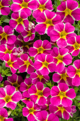 Calibrachoa hybrid 'Superbells® Rising Star™'