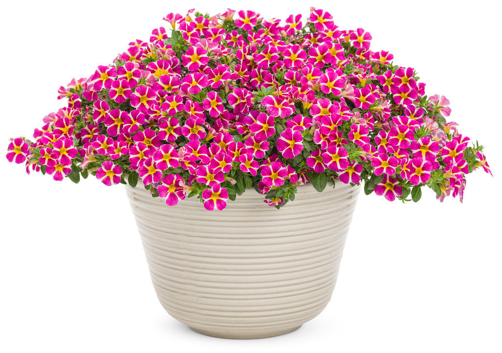 Calibrachoa hybrid 'Superbells® Rising Star™' in decorative pot