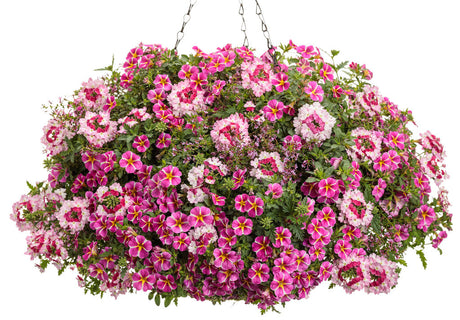 Calibrachoa hybrid 'Superbells® Rising Star™' combination