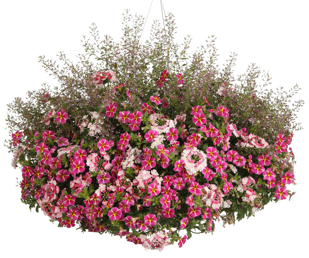 Calibrachoa hybrid 'Superbells® Rising Star™' combination