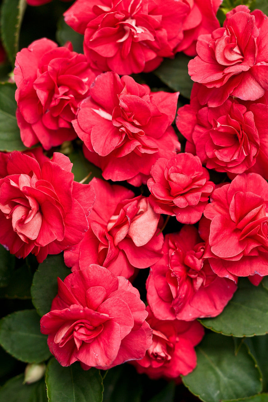 Impatiens walleriana 'Rockapulco® Red' – Romence Gardens & Greenhouses