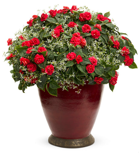 Impatiens walleriana 'Rockapulco® Red'