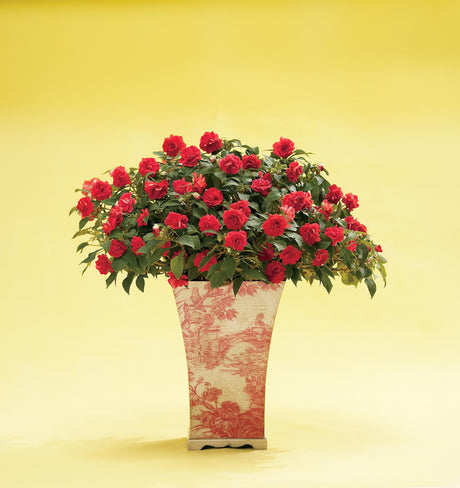 Impatiens walleriana 'Rockapulco® Red'