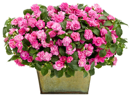 Impatiens walleriana 'Rockapulco® Rose'