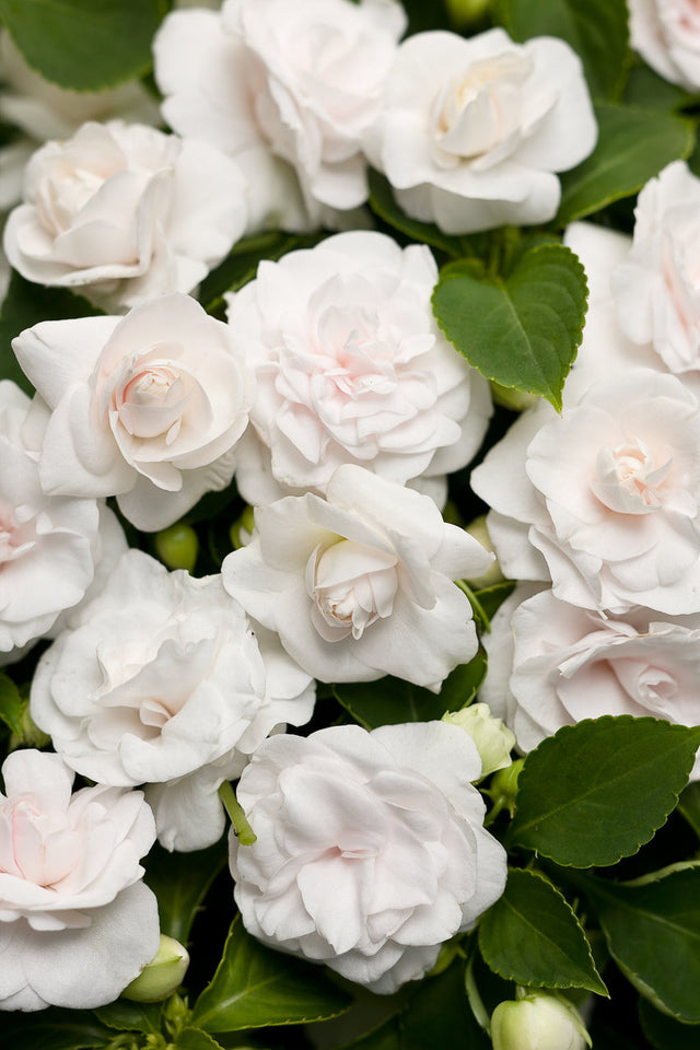 Impatiens walleriana 'Rockapulco® White'