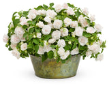 Impatiens walleriana 'Rockapulco® White'