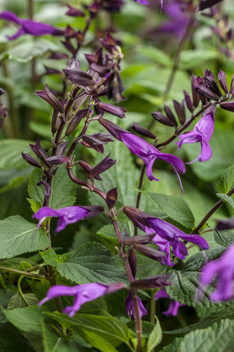 Salvia hybrid 'Rockin'® Deep Purple' – Romence Gardens & Greenhouses