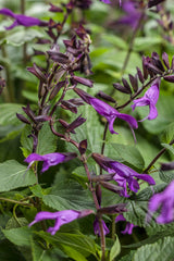 Salvia hybrid 'Rockin'® Deep Purple'