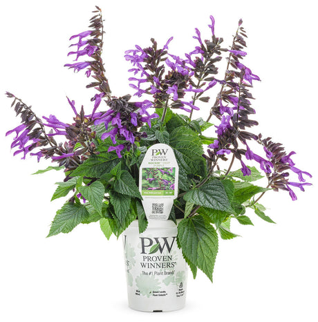 Salvia hybrid 'Rockin'® Deep Purple' in grower pot