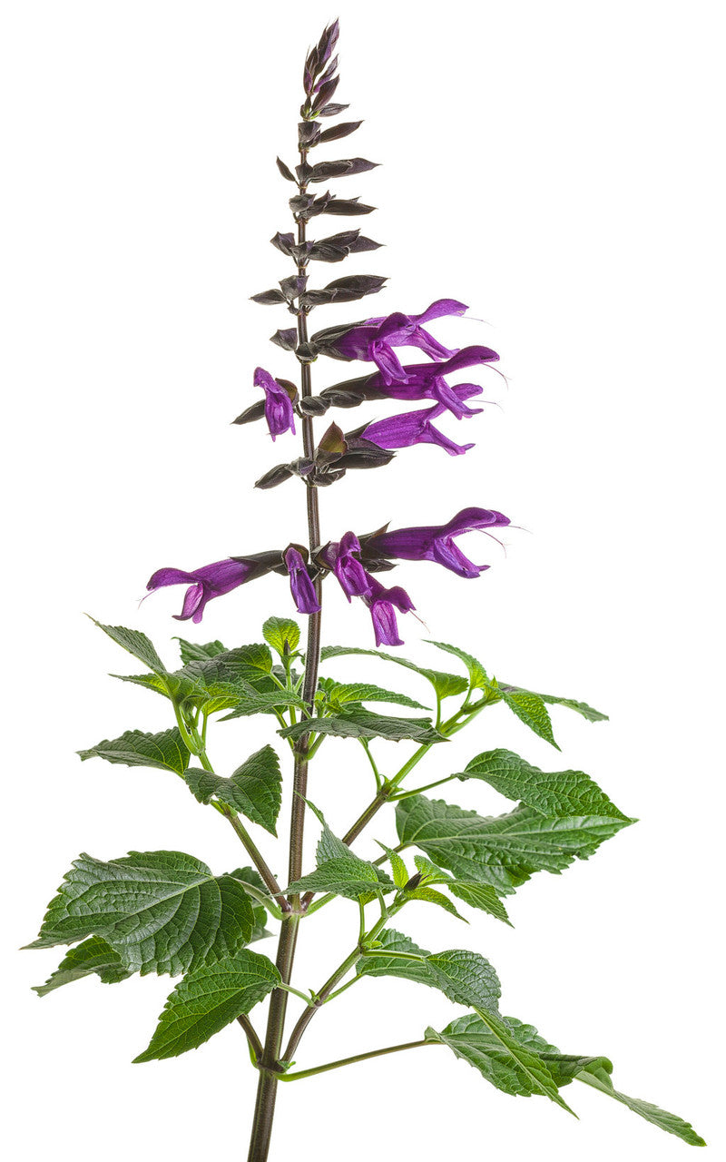 Salvia hybrid 'Rockin'® Deep Purple' bloom