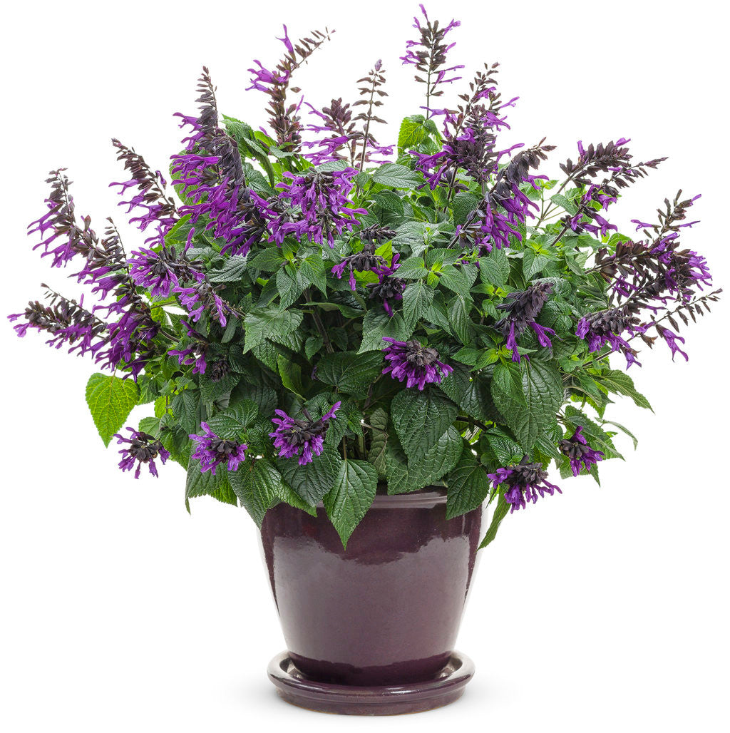 Salvia hybrid 'Rockin'® Deep Purple' – Romence Gardens & Greenhouses