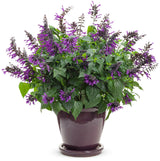 Salvia hybrid 'Rockin'® Deep Purple' in decorative pot