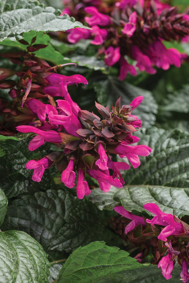 Salvia hybrid 'Rockin'® Fuchsia'