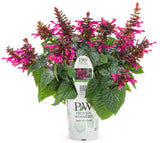 Salvia hybrid 'Rockin'® Fuchsia' in grower pot