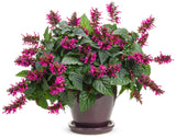 Salvia hybrid 'Rockin'® Fuchsia' in decorative pot