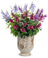 Salvia hybrid 'Rockin'® Fuchsia' combination