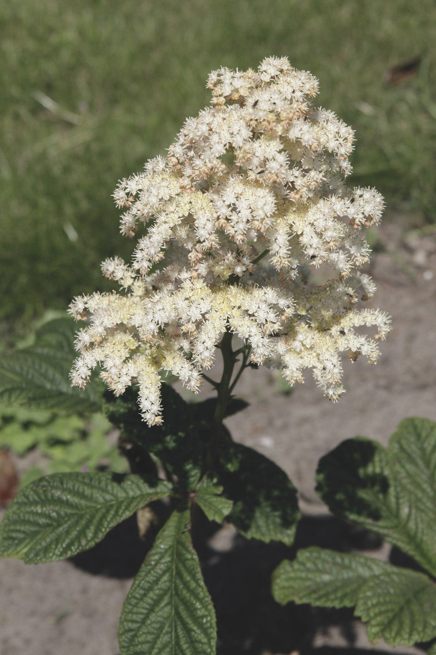 Rodgersia aesculifolia