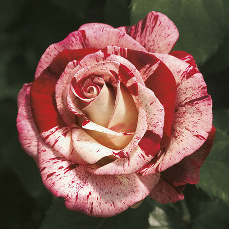 Rosa 'Rock & Roll™'