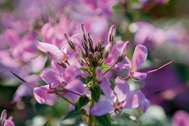 Cleome hybrid 'Señorita Rosalita®'