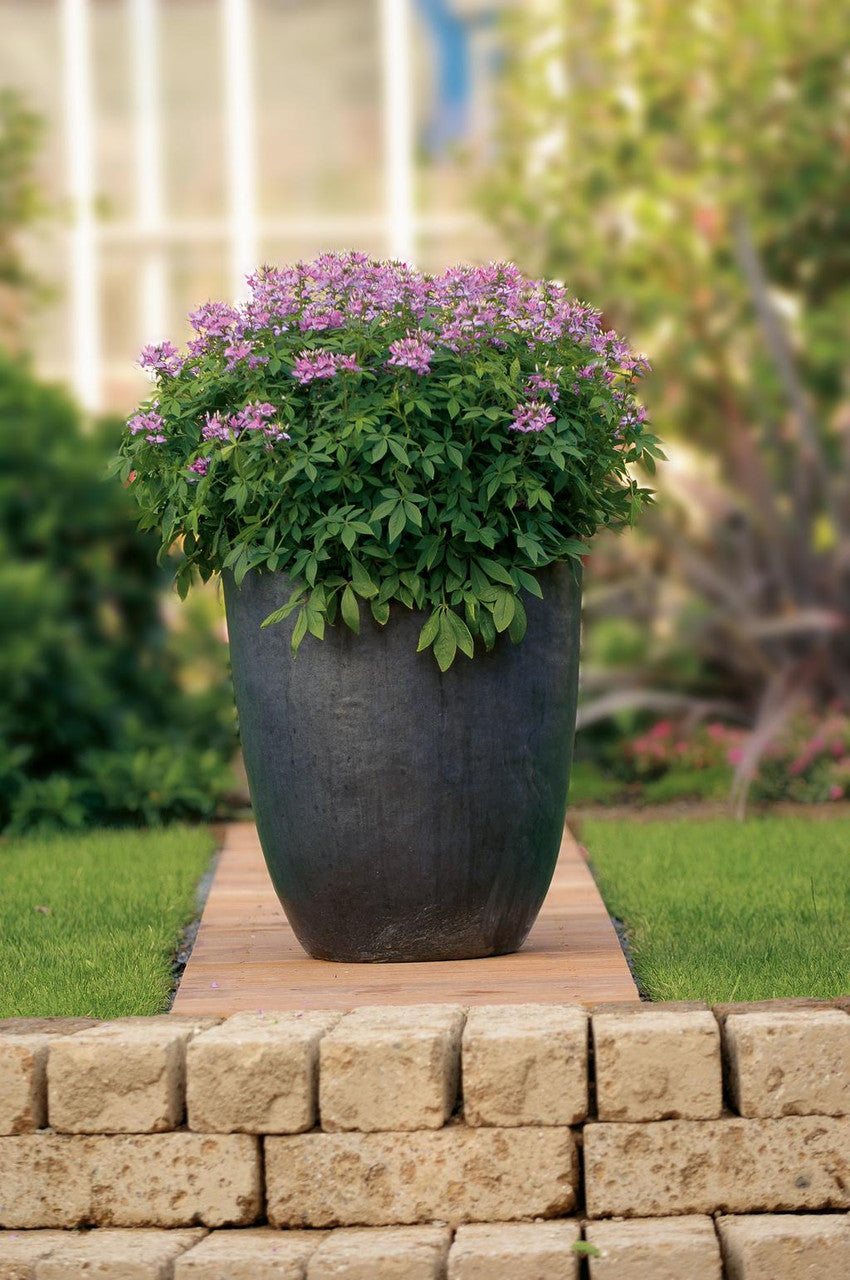 Cleome hybrid 'Señorita Rosalita®'