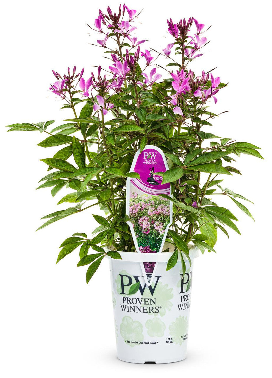 Cleome hybrid 'Señorita Rosalita®'