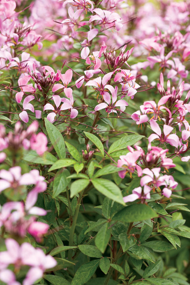 Cleome hybrid 'Señorita Rosalita®'