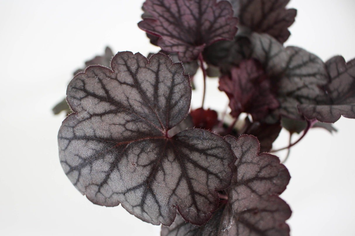 Close up of Heuchera hybrida Coral Bells 'Carnival Rose Granita' foliage