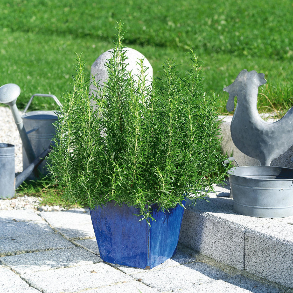 Rosemary officinalis (Herb)