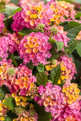 Lantana camara 'Luscious® Royale Cosmo'