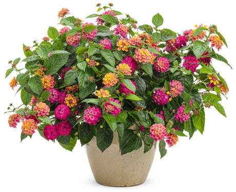 Lantana camara 'Luscious® Royale Cosmo' in decorative pot