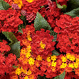 Lantana camara 'Luscious® Royale Red Zone™'