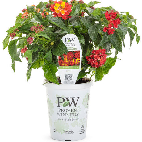 Lantana camara 'Luscious® Royale Red Zone™' in grower pot