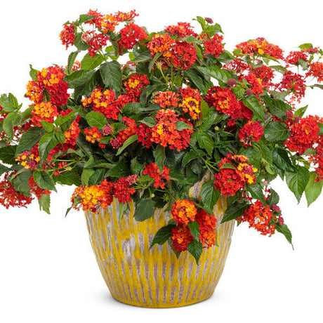 Lantana camara 'Luscious® Royale Red Zone™' in decorative pot