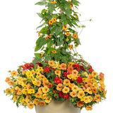 Lantana camara 'Luscious® Royale Red Zone™' combination