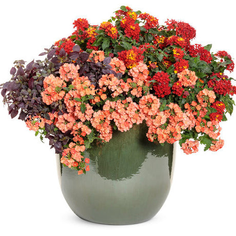 Lantana camara 'Luscious® Royale Red Zone™' combination