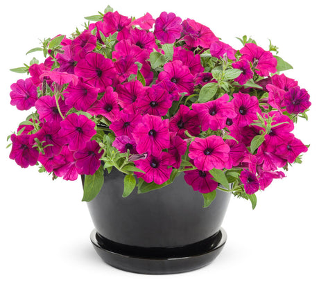 Petunia hybrid 'Supertunia® Royal Magenta®' in decorative pot