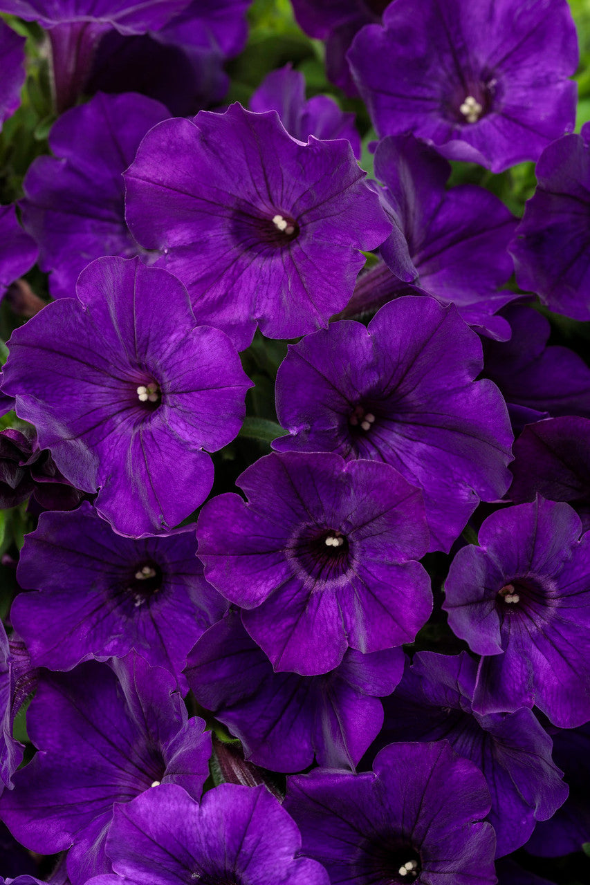 Petunia hybrid 'Supertunia® Royal Velvet®'