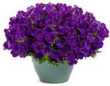 Petunia hybrid 'Supertunia® Royal Velvet®' in decorative pot