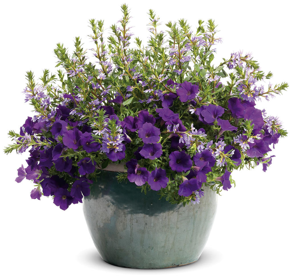 Petunia hybrid 'Supertunia® Royal Velvet®' combination