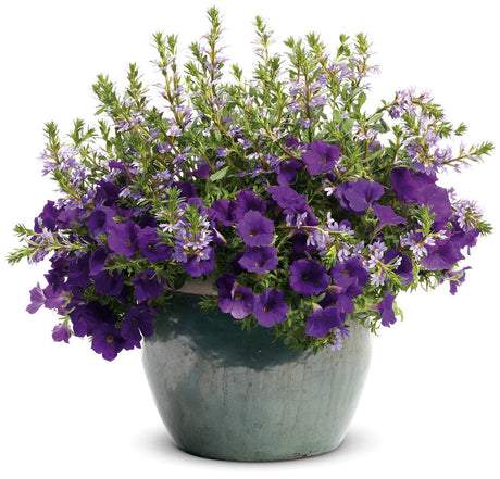 Petunia hybrid 'Supertunia® Royal Velvet®' combination