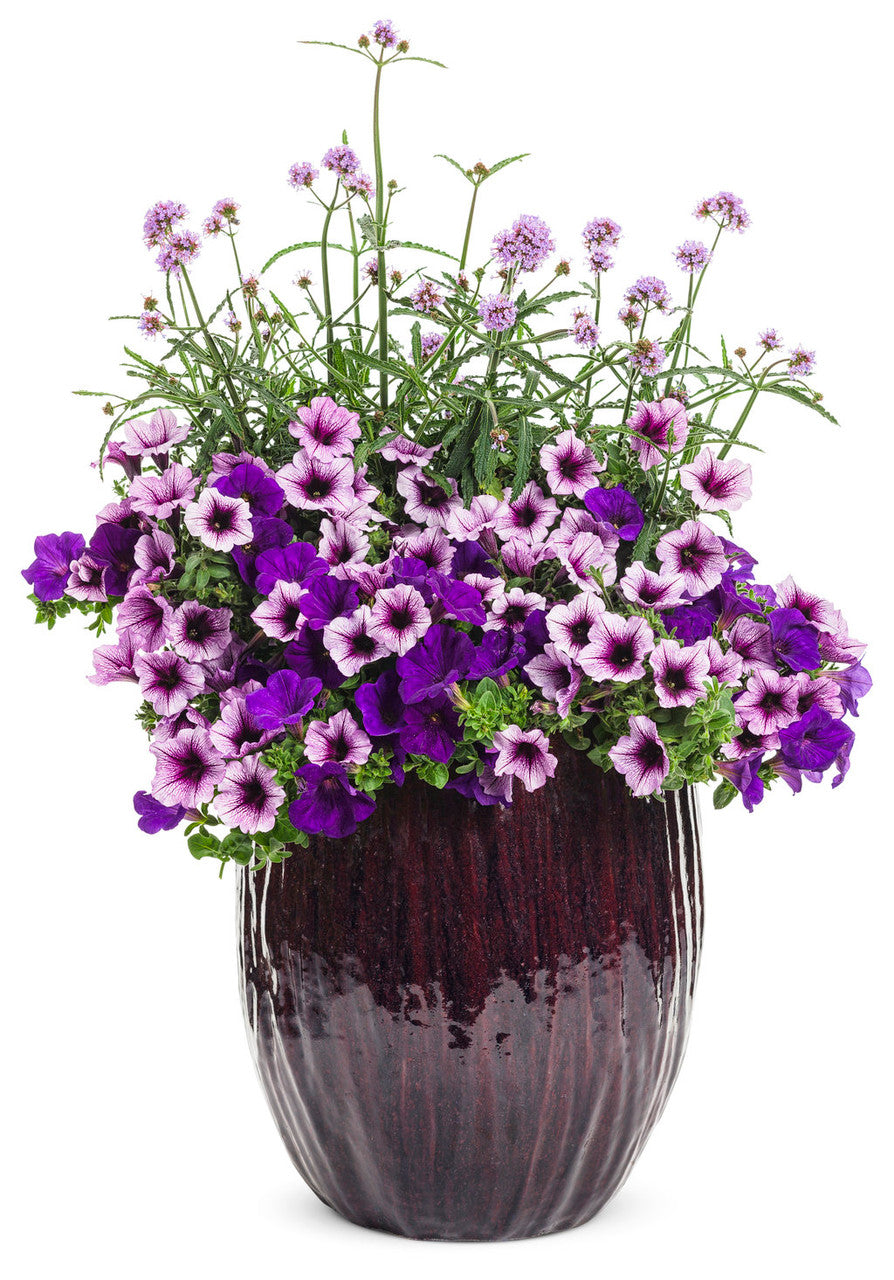 Petunia hybrid 'Supertunia® Royal Velvet®' combination